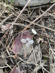 Lomatium linearifolium