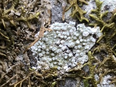 Pertusaria subambigens