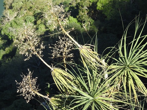 Beaucarnea goldmanii