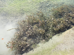 Potamogeton illinoensis