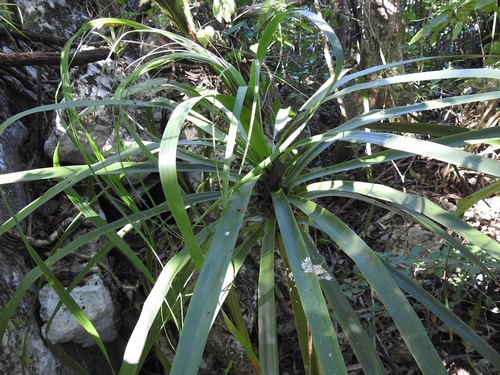 Beaucarnea goldmanii