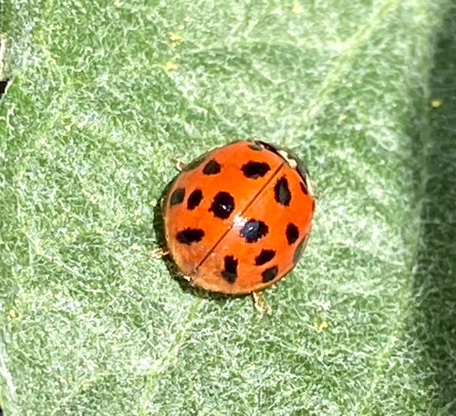 iNaturalist observation photo of Asian Lady Beetle