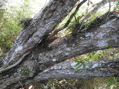 Beaucarnea goldmanii