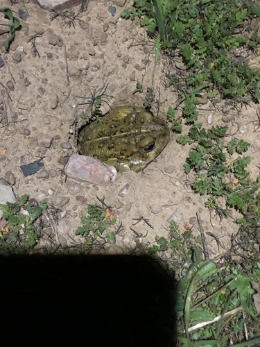 iNaturalist observation photo of Western Toad