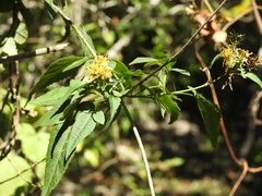 Bidens reptans