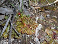 Drosera rosulata