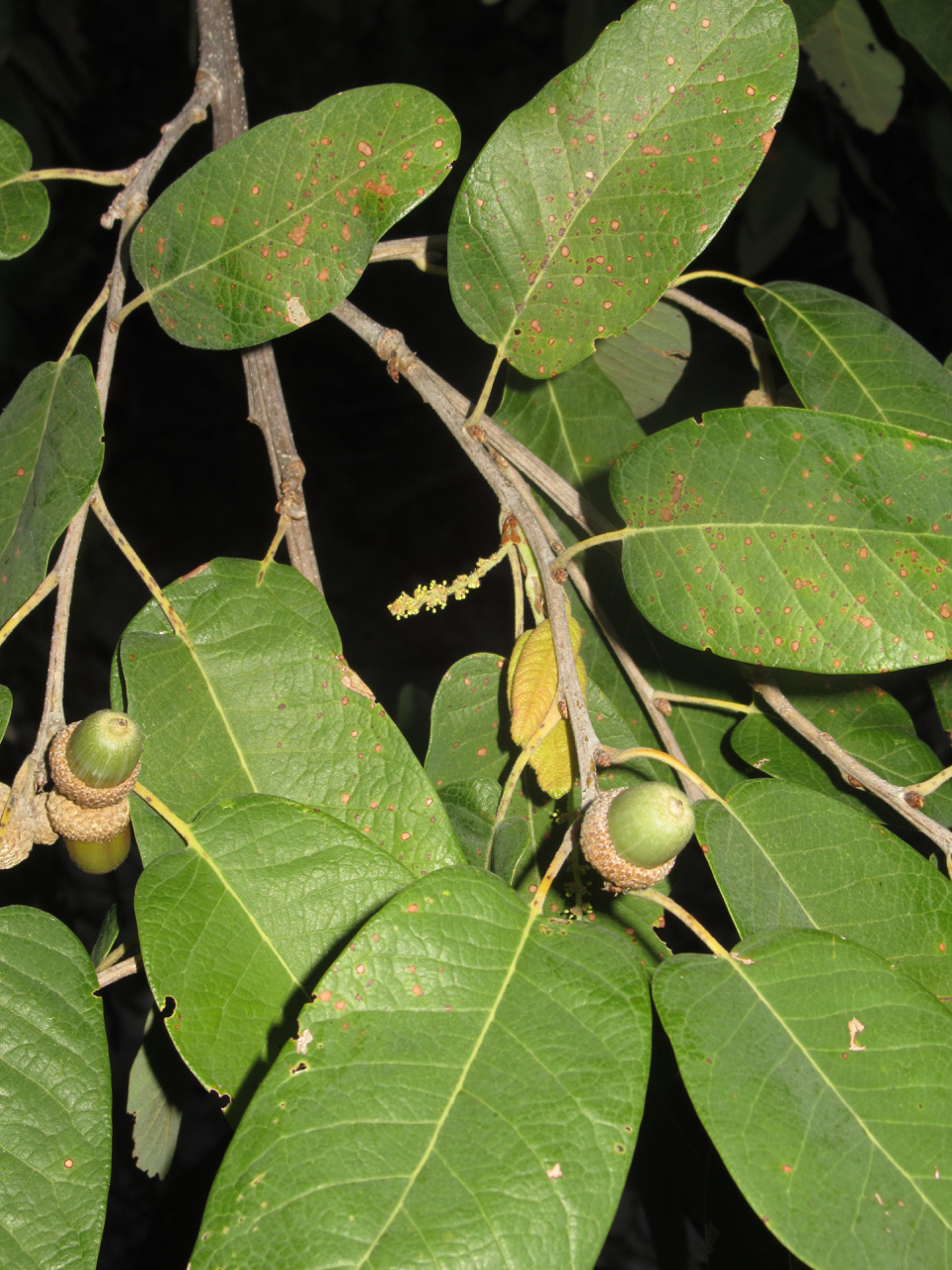 Quercus polymorpha