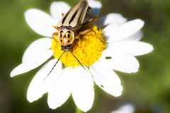 Chauliognathus scriptus