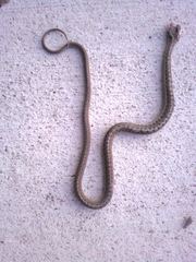 Thamnophis elegans vagrans