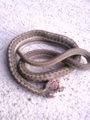Thamnophis elegans vagrans