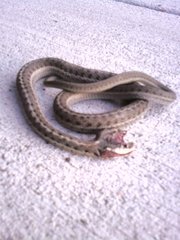 Thamnophis elegans vagrans