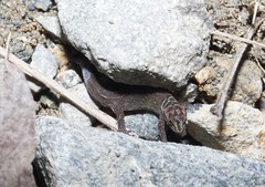Sphaerodactylus dunni
