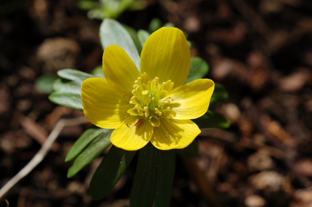 winter aconites