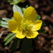Winter Aconite - Photo (c) Hans-JÃ¼rgen Becker, some rights reserved (CC BY-NC-SA)