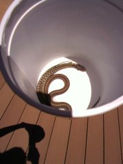 Thamnophis elegans vagrans