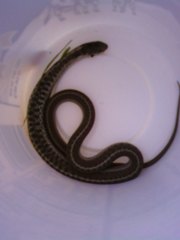 Thamnophis elegans vagrans