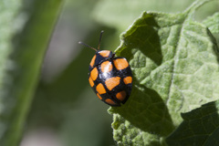 Botanochara decempustulata