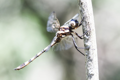 Macrothemis imitans