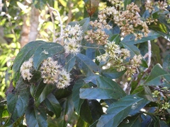 Critonia hospitalis
