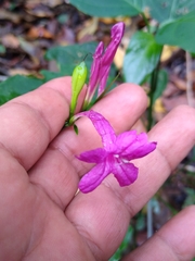 Ruellia pereducta