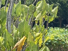 Montrichardia