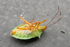 Chlorocoris complanatus