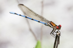 Argia joergenseni