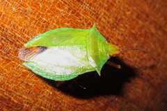Chlorocoris complanatus