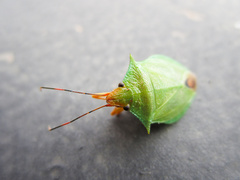 Chlorocoris complanatus