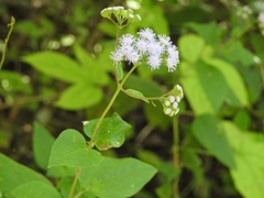 Fleischmannia pycnocephaloides