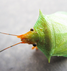 Chlorocoris complanatus