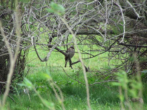 Rupornis magnirostris pucherani