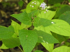 Fleischmannia pycnocephaloides