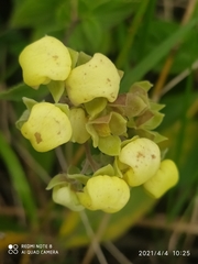 Calceolaria sericea