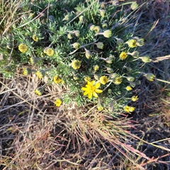 Nestotus stenophyllus