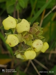 Calceolaria sericea