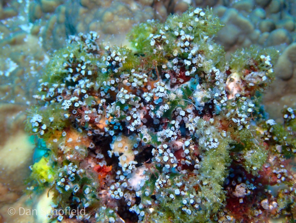 Nausithoe racemosa