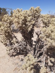 Cylindropuntia echinocarpa