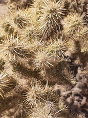 Cylindropuntia echinocarpa