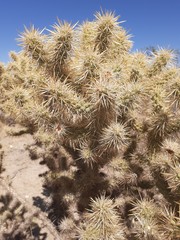 Cylindropuntia echinocarpa