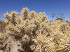 Cylindropuntia echinocarpa