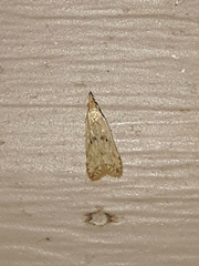 Dichomeris punctipennella