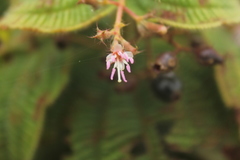 Miconia domociliata