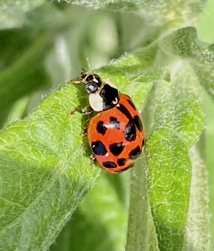 iNaturalist observation photo of Asian Lady Beetle