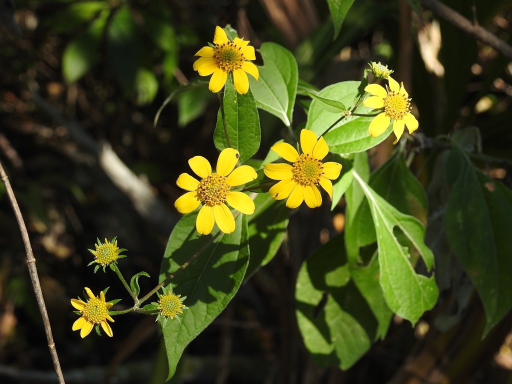 Verbesina hypoglauca
