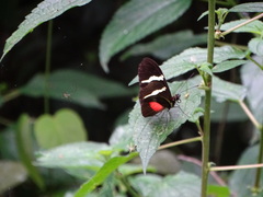 Heliconius clysonymus clysonymus