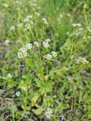 Valerianella amarella