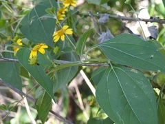 Verbesina hypoglauca