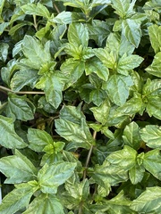 Sphagneticola trilobata