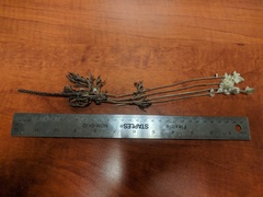 Anemone multifida multifida